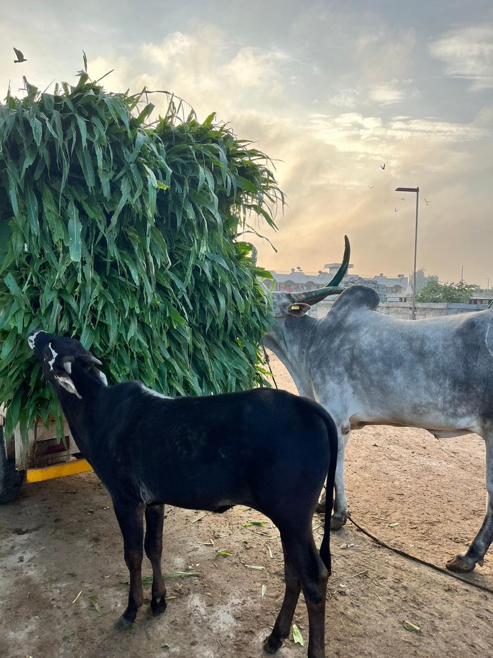 Cows eating fresh chara at sunset